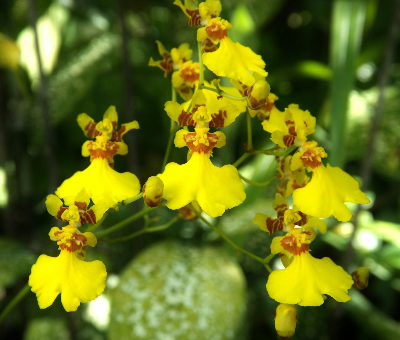 flower, yellow, freshness, growth, fragility, petal, beauty in nature, focus on foreground, nature, close-up, blooming, flower head, plant, in bloom, blossom, selective focus, day, park - man made space, outdoors, springtime