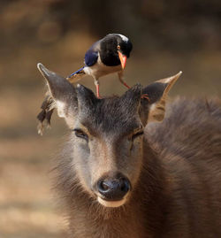 Close-up portrait of duck