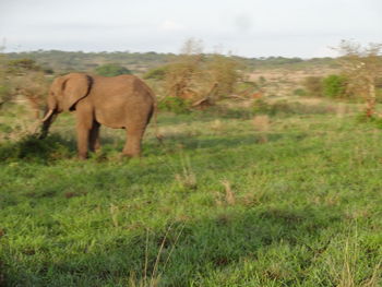 Elephant in a field