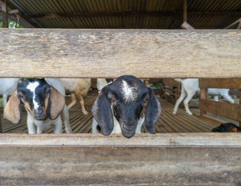 View of a goat sitting on wooden fence