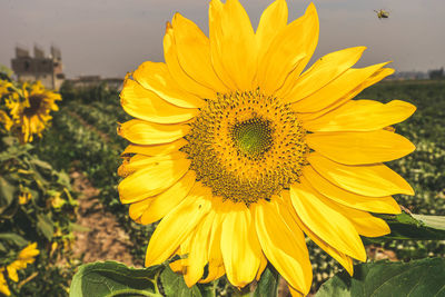 Close-up of fresh sunflower blooming in field