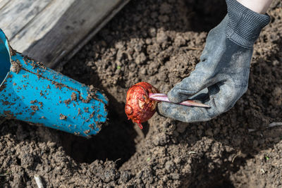 The hand plants bulbs of flowers in the soil
