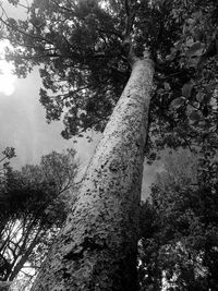 Low angle view of trees against sky