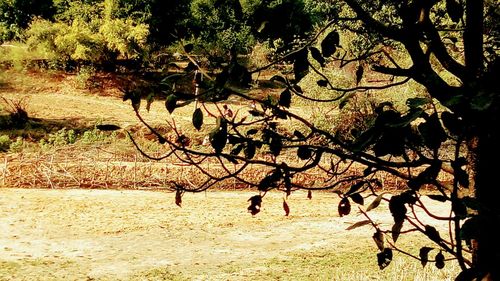 Trees against clear sky