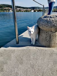 White cat on a water