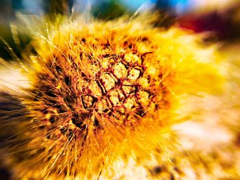 Detail shot of yellow flower