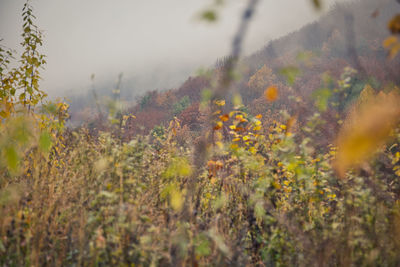 Close-up of yellow flowering plants on field