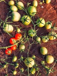 High angle view of fruits growing on field