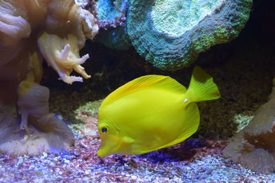 Close-up of fish swimming in aquarium