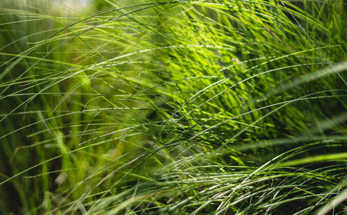 Full frame shot of fresh green plant