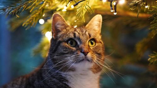 Close-up portrait of a cat against lights