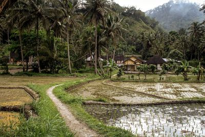 Scenic view of palm trees on landscape