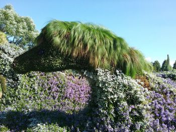 Low angle view of flower trees against clear sky