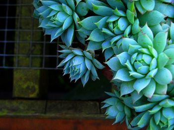 Close-up of leaves