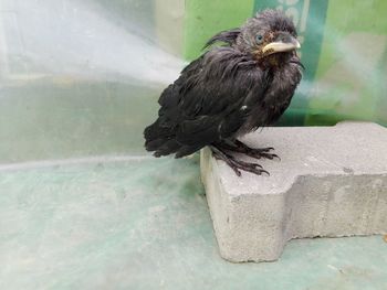 Bird perching on wall