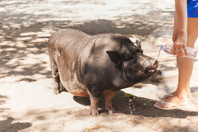 Woman giving water to wild pig from the bottle in the park.