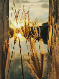 Close-up of stalks in field against sunset sky