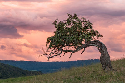 Tree on field against sky during sunset