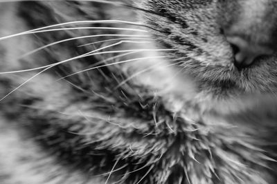 Close-up of dandelion