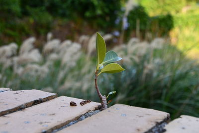 Close-up of green leaf on plant