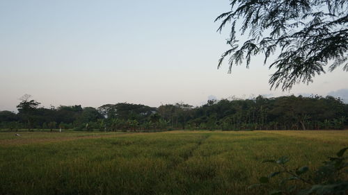 Scenic view of field against clear sky