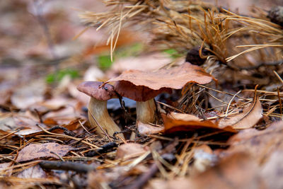 Close-up of dry mushroom growing on field