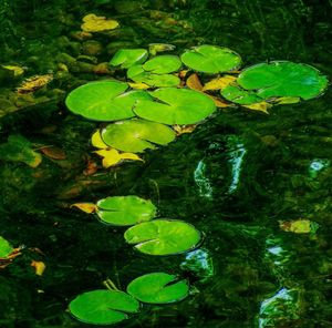 Plants growing on green landscape