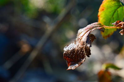 Close-up of frozen plant during winter