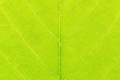 Full frame shot of leaf