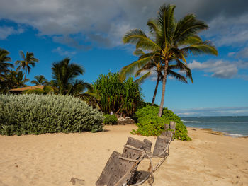 Coconut palm trees on beach against sky