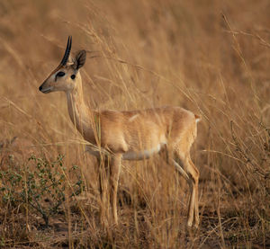 Side view of deer on field