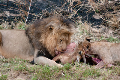 Lions eating hunted animal in south africa