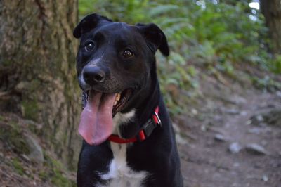 Close-up portrait of black dog