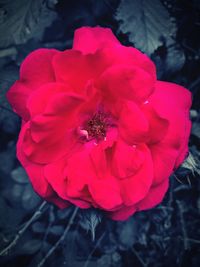 Close-up of red flower blooming outdoors