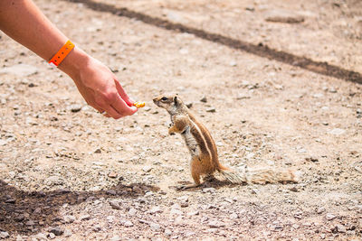 Close-up of hand feeding squirrel