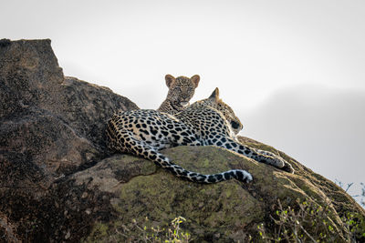 Leopard cub lies on rock beside mother