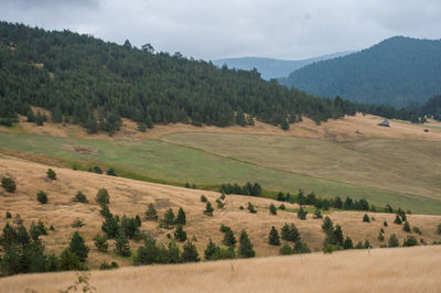 Scenic view of trees on field against sky