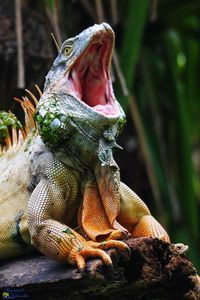 Close-up of iguana