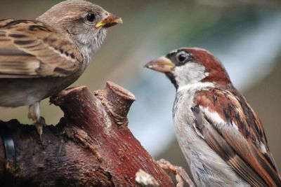 Close-up of birds perching on branch