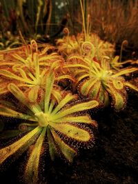 Close-up of flower plant