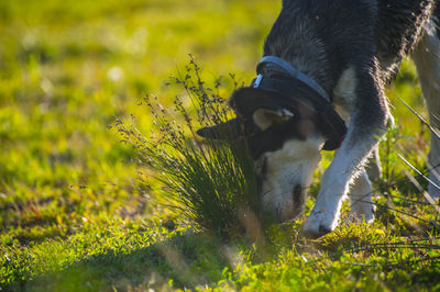 Close-up of dog on field