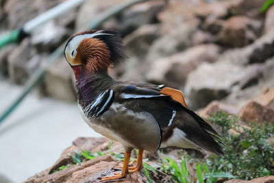 Mandarin duck photography