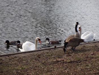 Swans and ducks swimming on lakeshore
