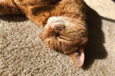 High angle view of cat on rug