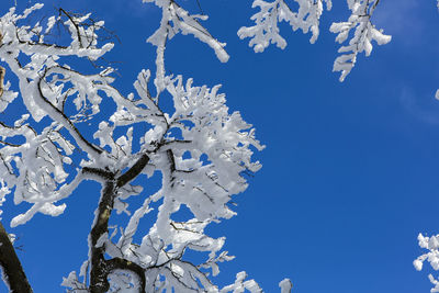 Low angle view of snow covered tree against clear blue sky
