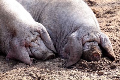 Two pigs sleeping on sand