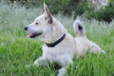 Full length of a dog looking away on field