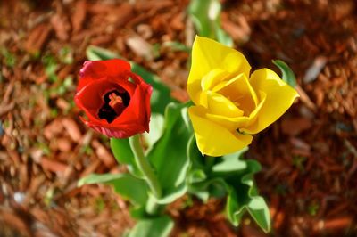 Close-up of yellow flowers blooming outdoors