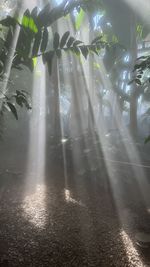 sunlight