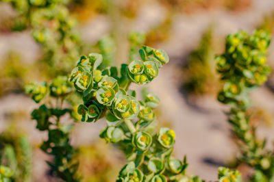 Close-up of green plant